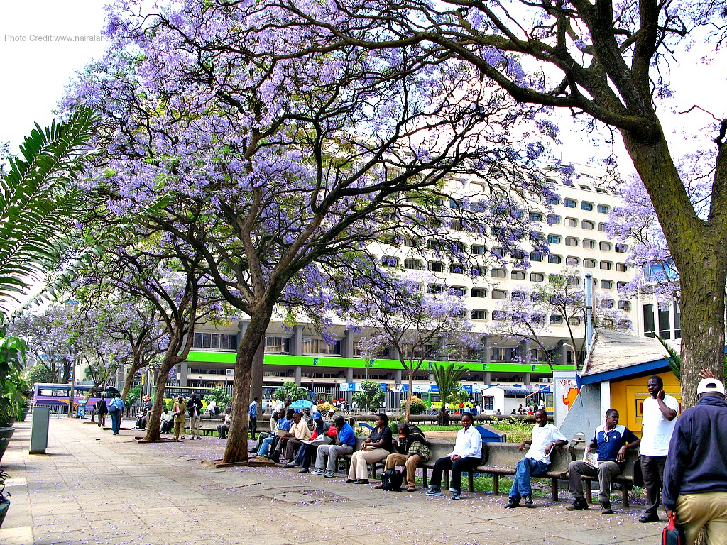 Nairobi-city-blossoms.jpg