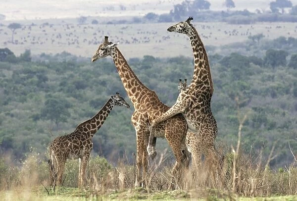 reticulated-giraffe-pair-mating-1310272.jpg