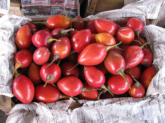 Tree-tomatoes_3155.jpg