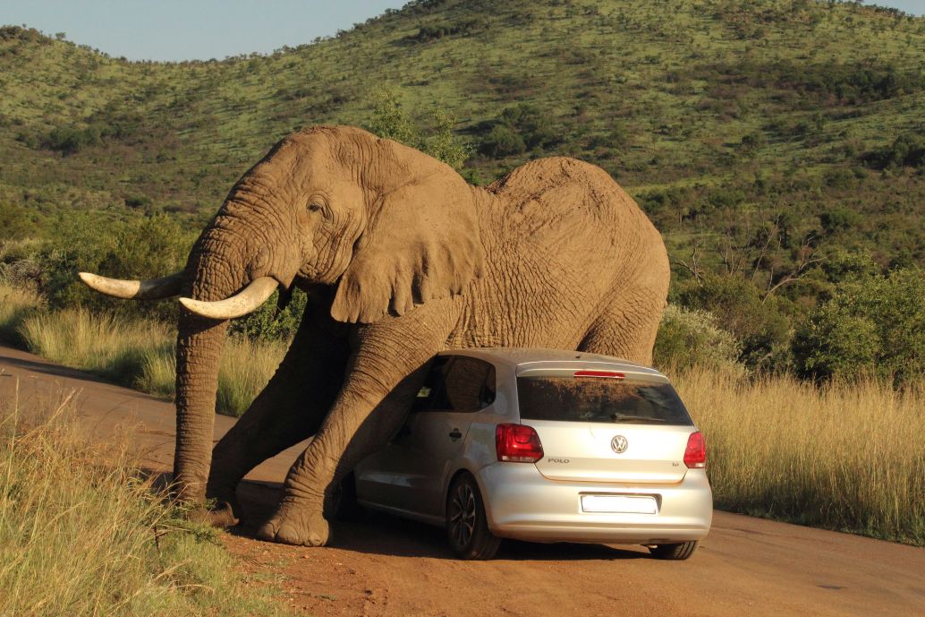 elephant-car-pilanesberg.jpg