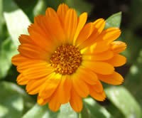 dcalendula_officinalis.jpg