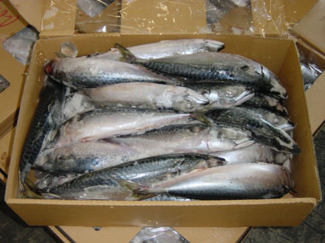 JapaneseMackerel2.jpg