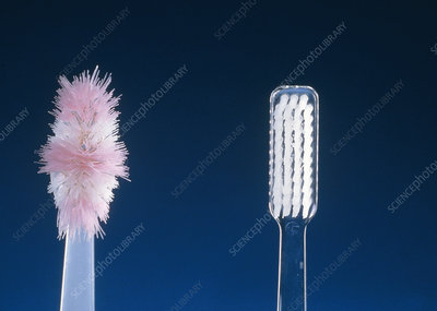 M9850164-Toothbrushes-SPL.jpg