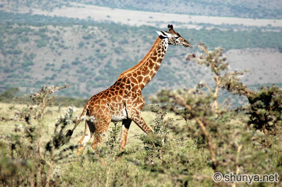 Giraffe01.jpg