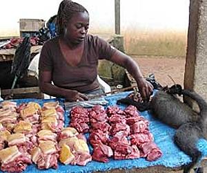 bushmeat-market-africa-lg.jpg