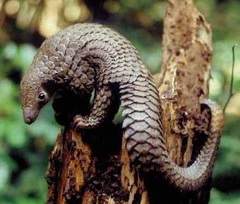 pangolin.jpg