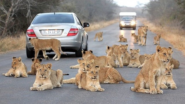 krugerparklions-640x360.jpg