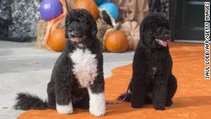 The First Family&apos;s dogs, Bo and Sunny, pose for photos on the South Lawn of the White House on October 30, 2015.