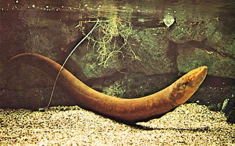 Electric eel (Electrophorus electricus).