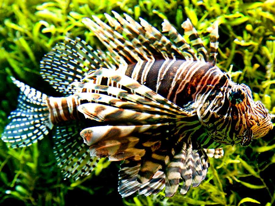 Fish. Lionfish. Lion-fish. Turkey fish. Fire-fish. Red lionfish. Pterois volitans. Venomous fin spines. Coral reefs. Underwater. Ocean. Red lionfish swims by seaweed.