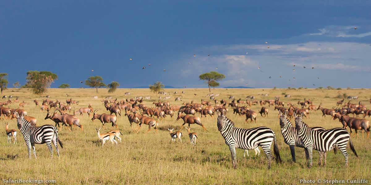 www.safaribookings.com