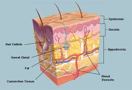 Image result for skin structure