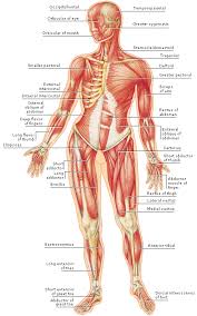 Image result for muscles structure