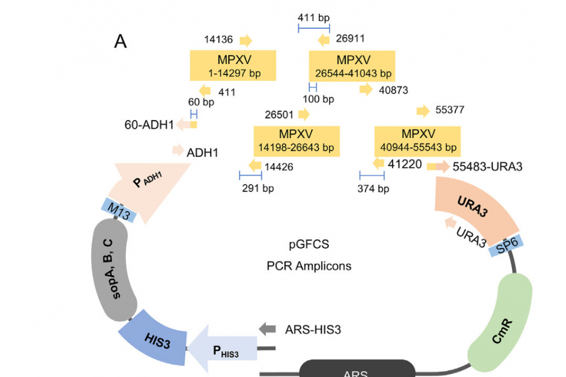 BREAKING NEWS: Wuhan Lab Did Gain of Function Research on . . .  Monkeypox