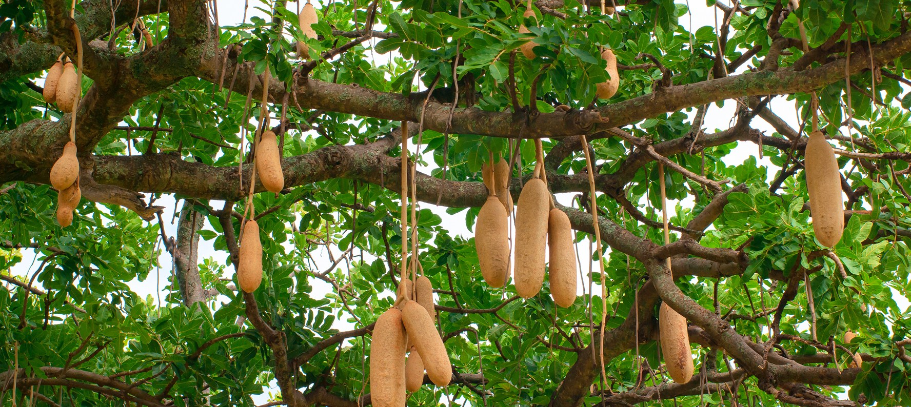 Kigelia-Africana-muratina-tree.jpg