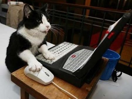 Cat on computer | Cats, Cat memes, Cat playing