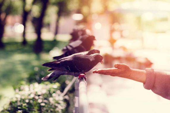 05-13-international-laws-youd-never-know-were-real-feeding-pigeons.jpg