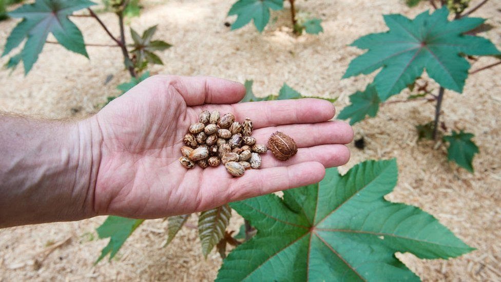 Castor seeds, which are used to make the deadly ricin poison