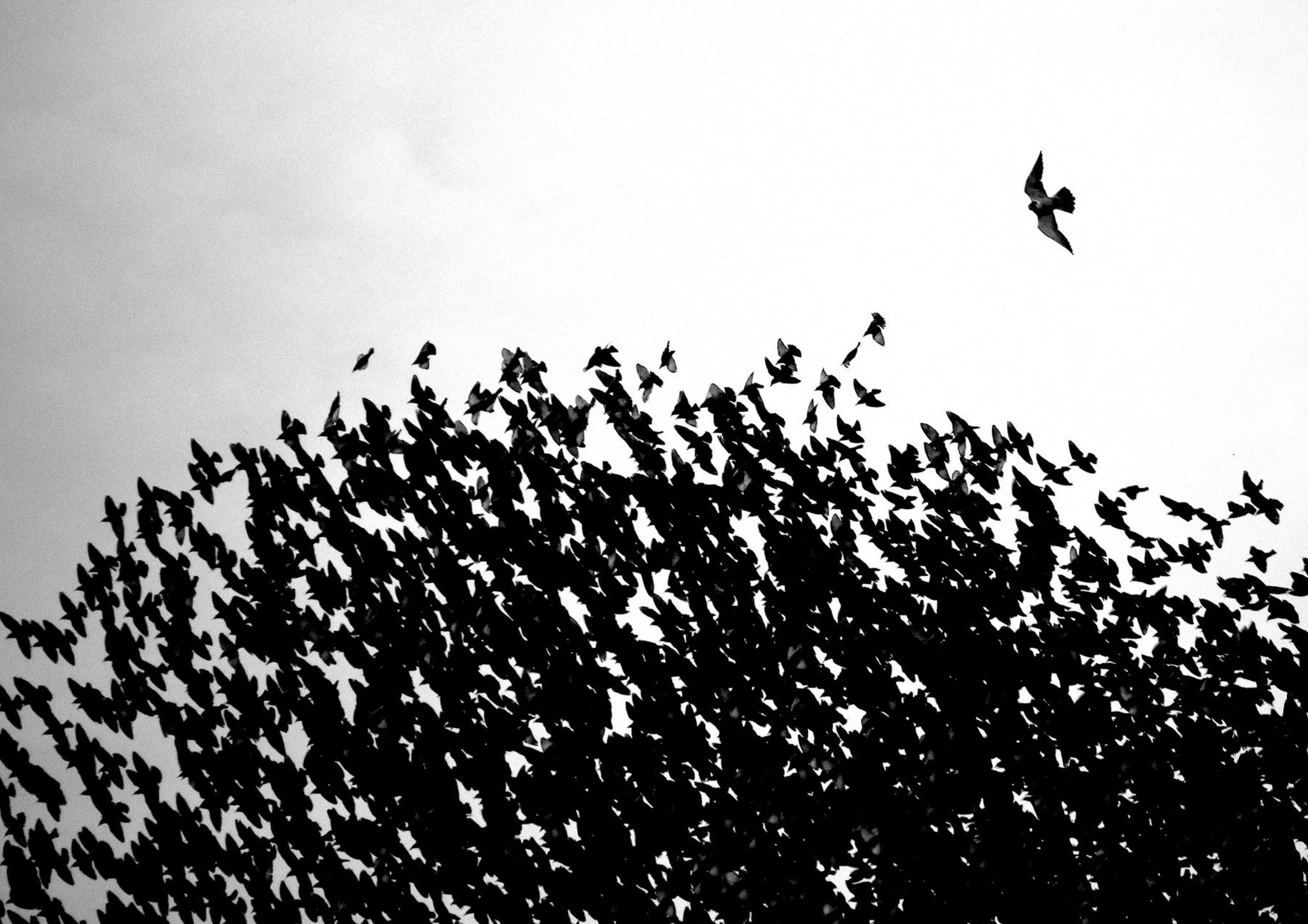 Peregrine Falcon and starlings