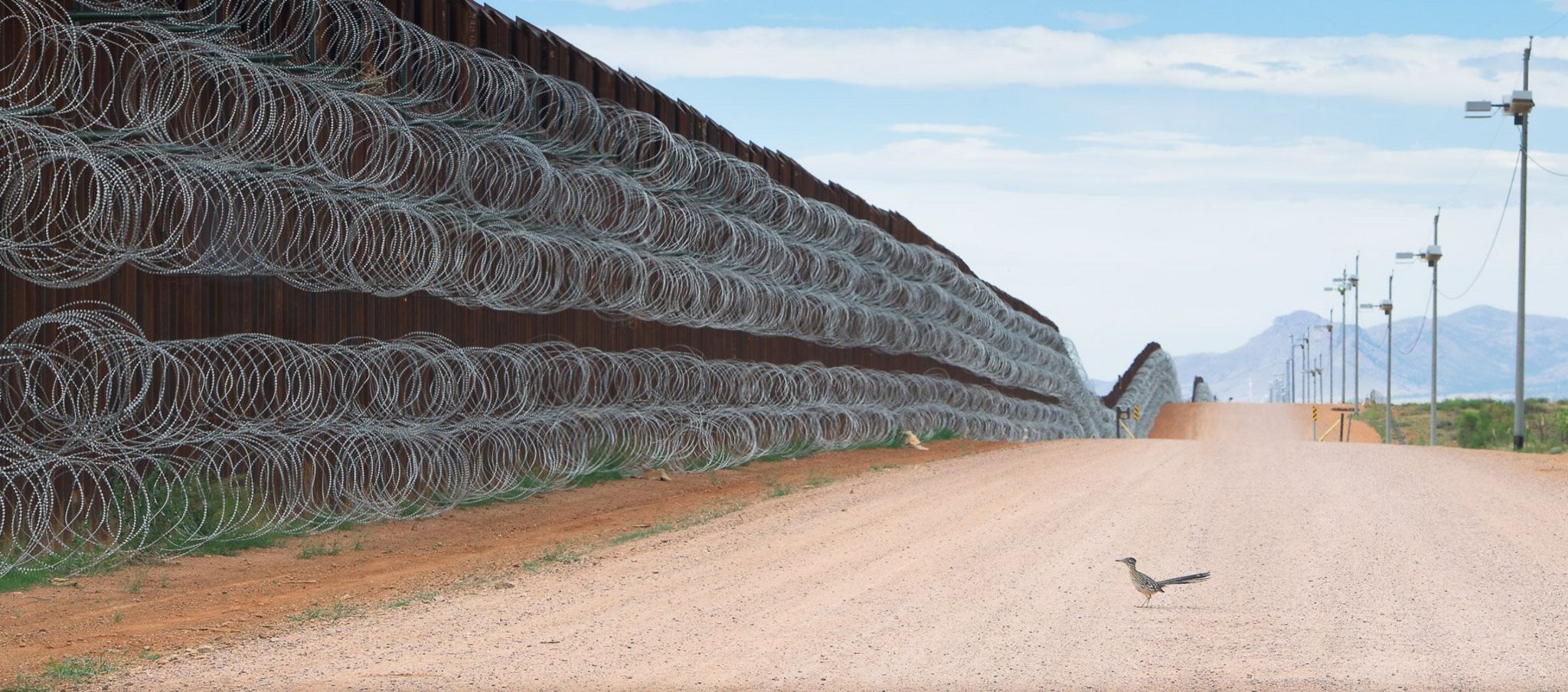 A roadrunner stopped in its tracks by the USA-Mexico border wall