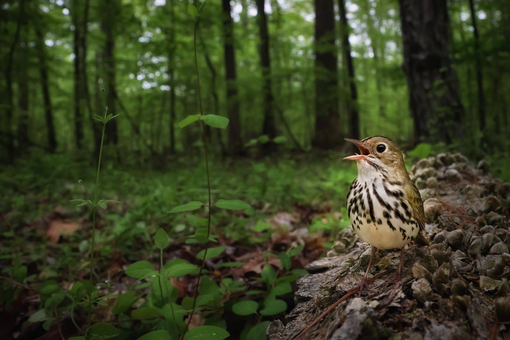 Ovenbird