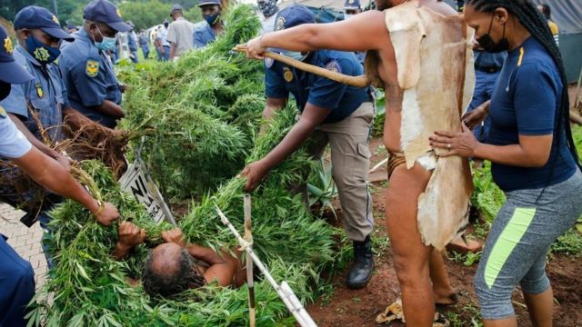 Bangi hutambuliwa kama dagga nchini Afrika Kusini