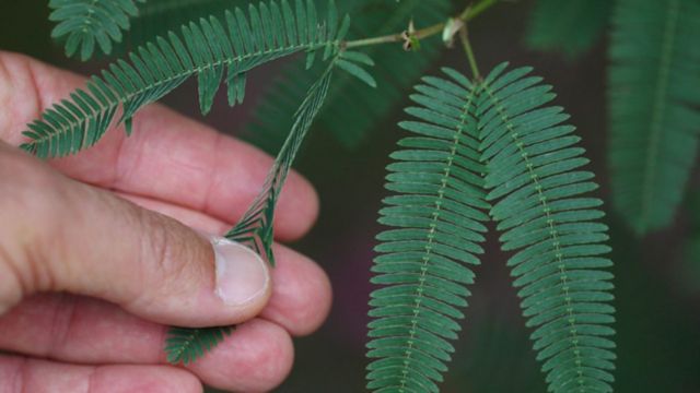 Mimosa Pudica