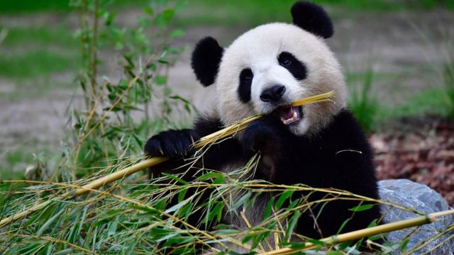 Panda kwa jina la Meng Meng akila mianzi katika kituo cha kuwatunza wanyama Berlin