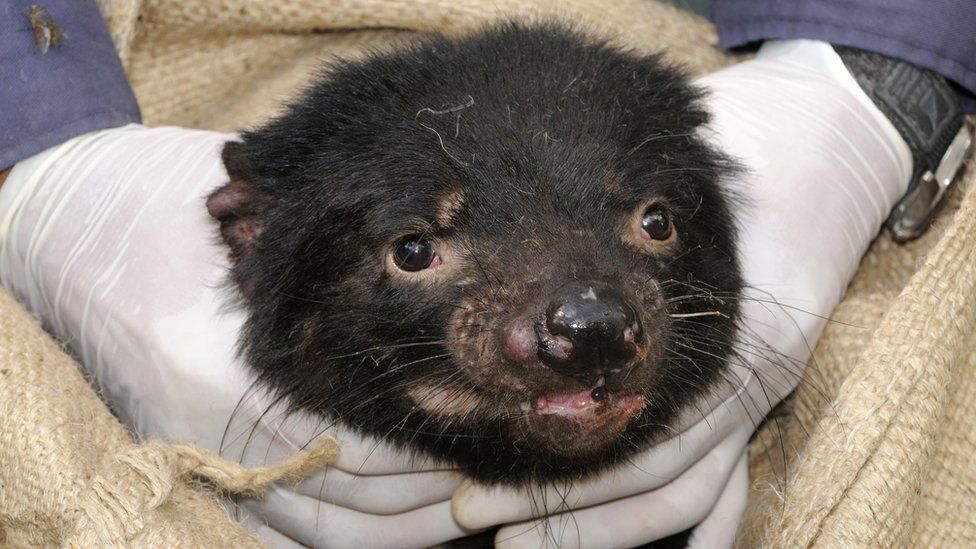 Tasmanian devil mwenye uvimbe wa uso