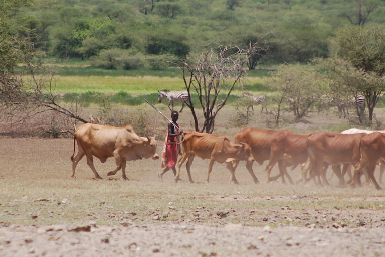 A Maasai herder moves cattle across rangeland shared with zebras. Image by Guy Western.