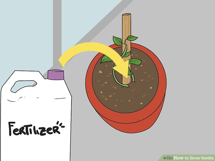 Image titled Grow Vanilla Step 12