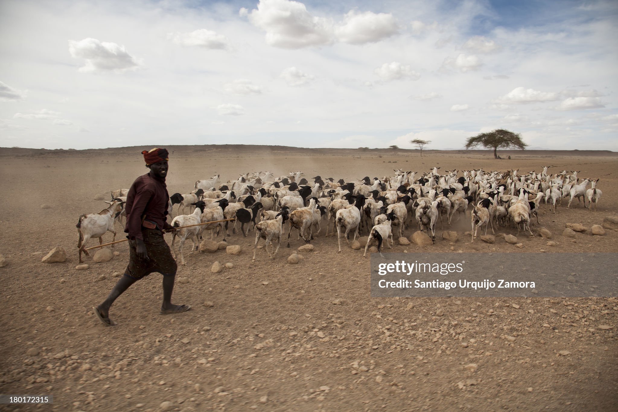 black-man-belonging-to-the-gabbra-tribe-directing-his-herd-of-goats-picture-id180172315