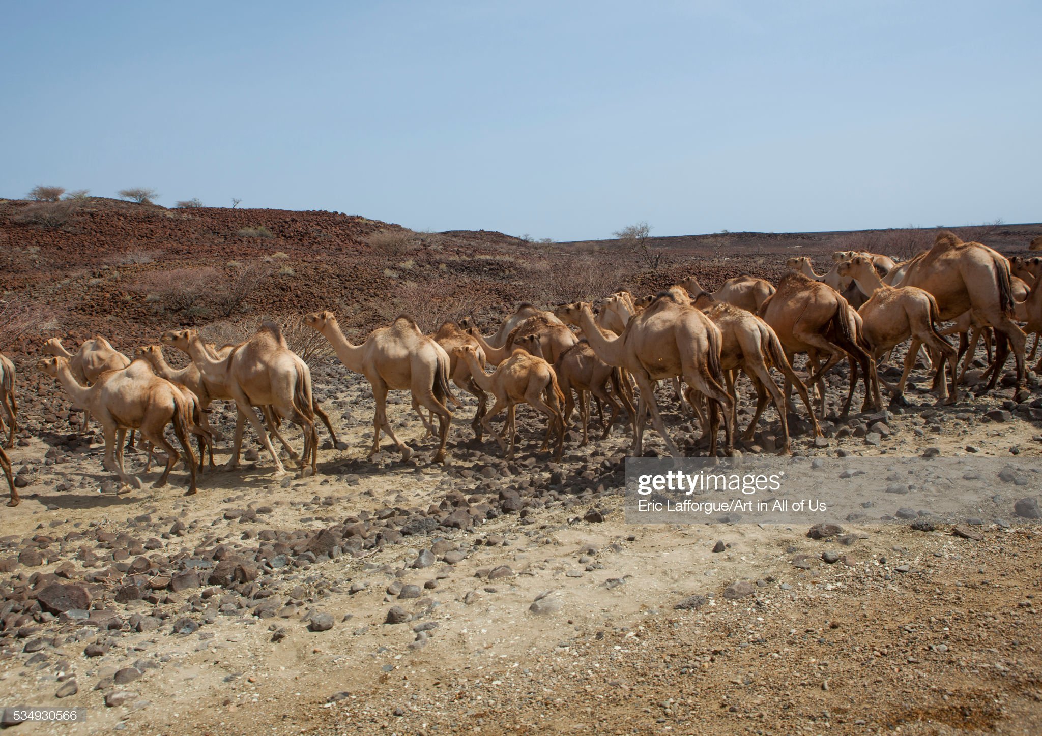 kenya-chalbi-desert-kalacha-camels-in-the-desert-picture-id534930566