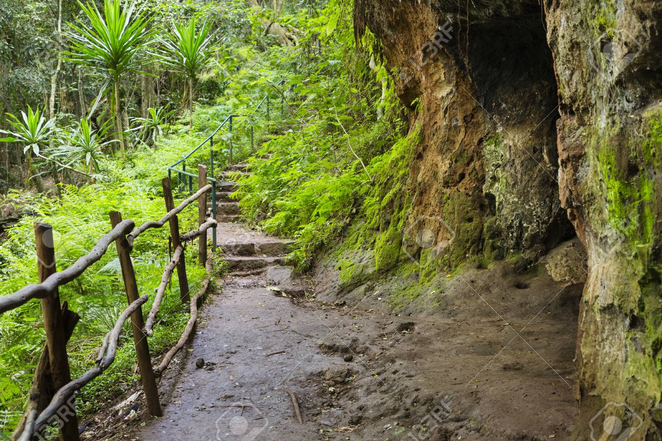 100026289-trail-through-the-jungle-in-a-valley-of-karura-forest-in-nairobi-kenya.jpg