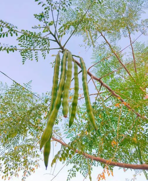 Moringa oleifera or drumsticks pod beans hanging on the tree. (Photo: X)