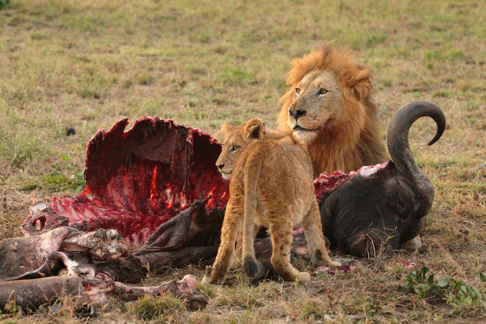 Male_Lion_and_Cub_Chitwa_South_Africa_Luca_Galuzzi_2004.JPG