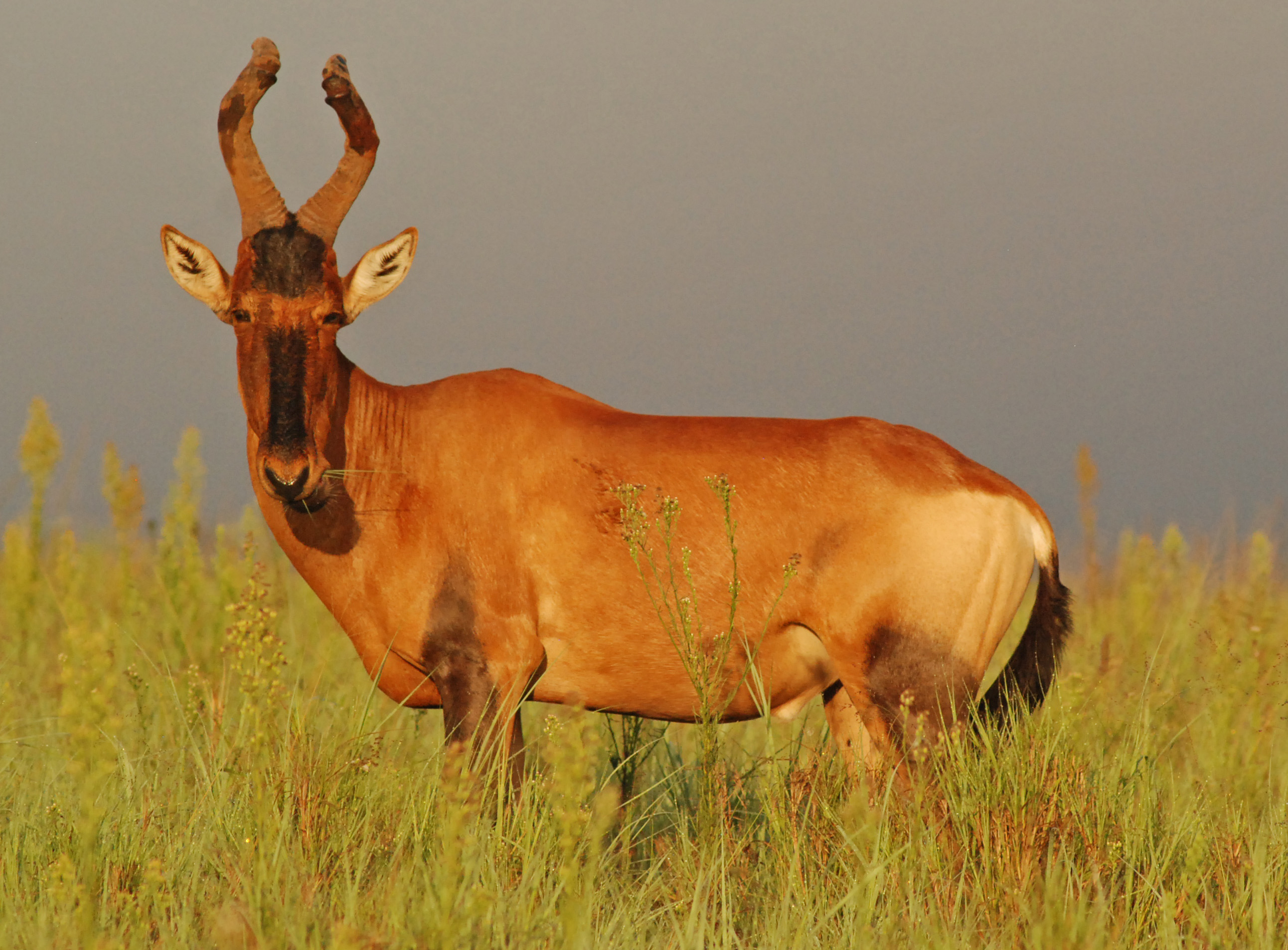 Hartebeest_%28facing%29_Addo.JPG