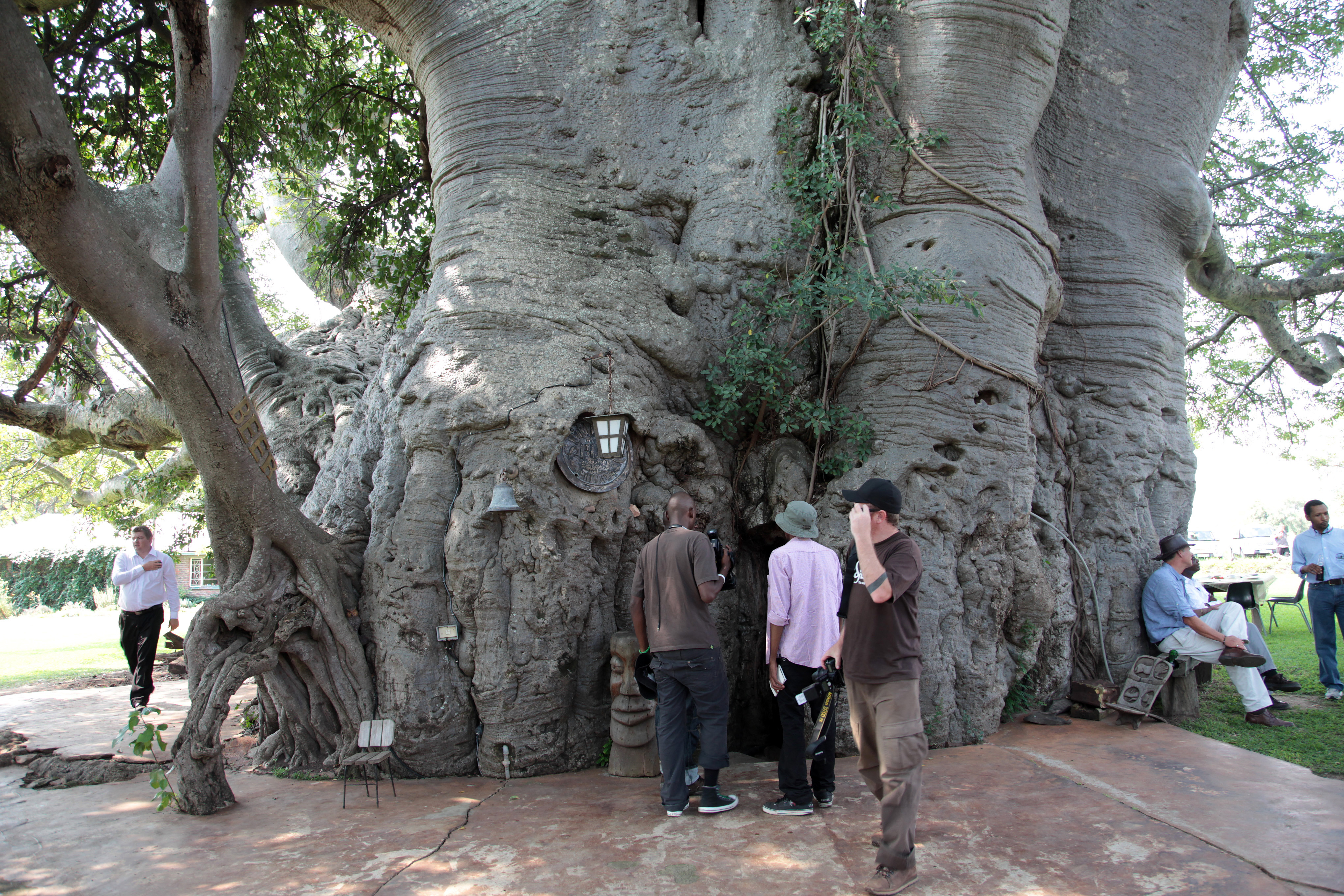 Sunland_Baobab%2C_Limpopo%2C_South_Africa_%285613316944%29.jpg