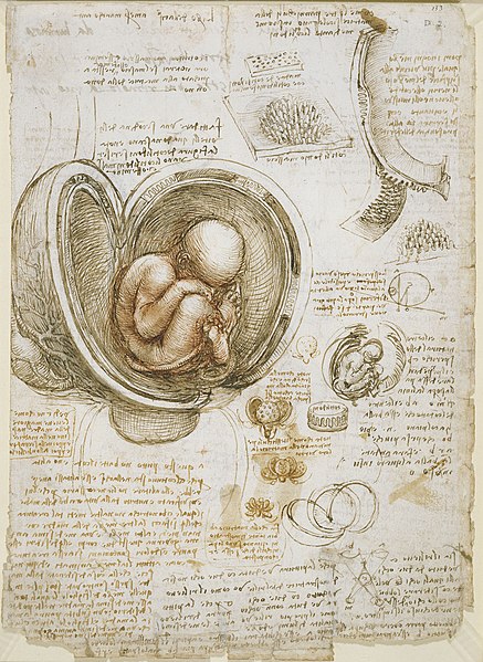 437px-Leonardo_da_Vinci_-_Studies_of_the_foetus_in_the_womb.jpg