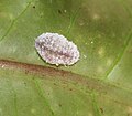 120px-Spalgis_epius_cat_final_instar.JPG