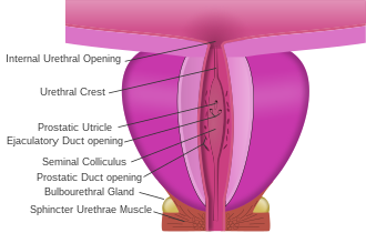 prostatic urethra