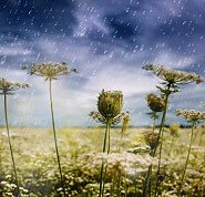 Photo of rain falling on plants, showing the process of evaporation and water distribution on our planet critical to life, another evidence that God exists.