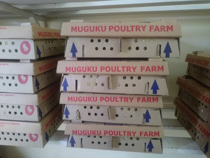 Chicks hatched at the Muguku poultry farm in Kiambu