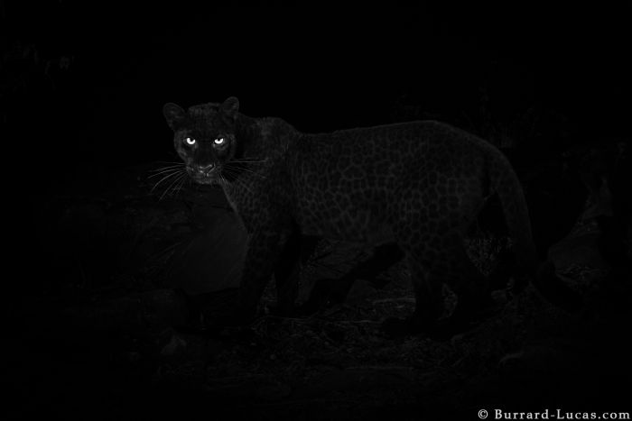 willbl-black-leopard-5.jpg