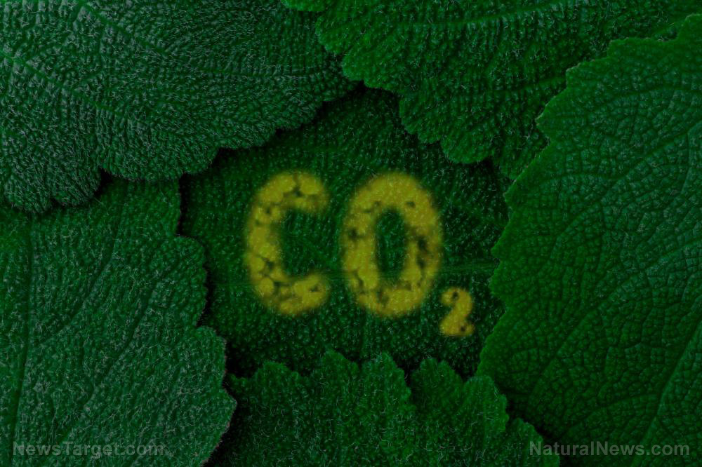 Carbon-Dioxide-Co2-Dark-Green-Leaves-Background-Close-Up.jpg