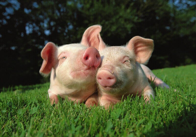 Two Pigs in Grass
