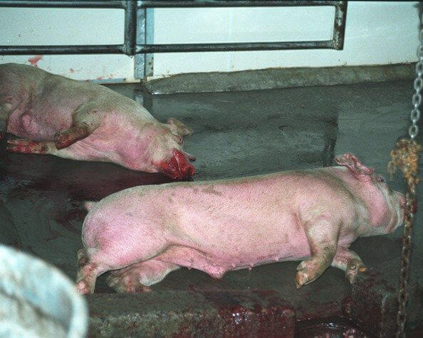 5383.two-pigs.jpg