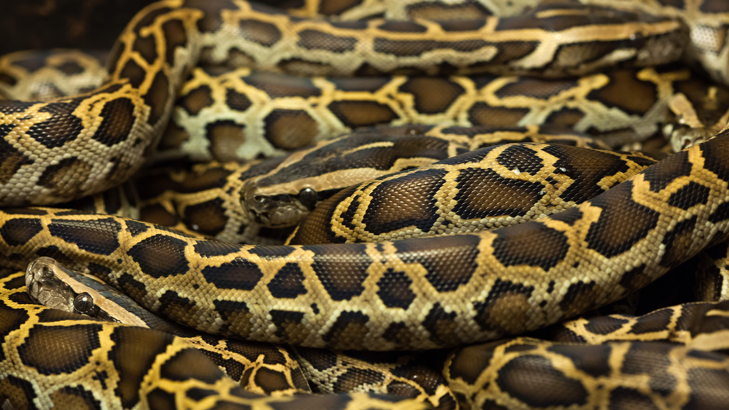 a group of burmese pythons