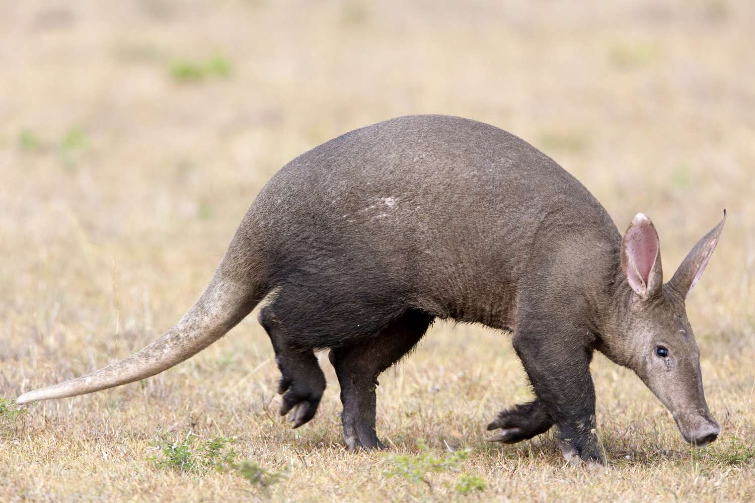 kenya--masai-mara-game-reserve--aardvark--orycteropus-afer--154773750-5ab00f47a9d4f90037e6ad38.jpg